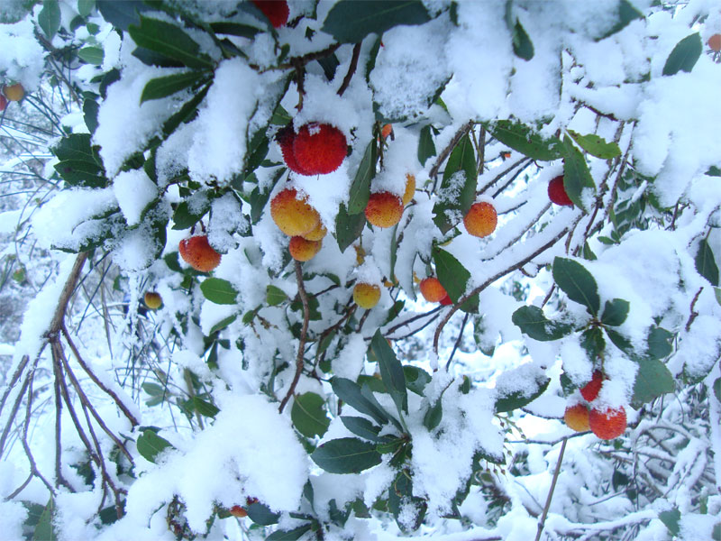 gal/2009/14 - neve 19-20 dicembre/neve_domenica_20_12/corbezzoli_1-01.jpg